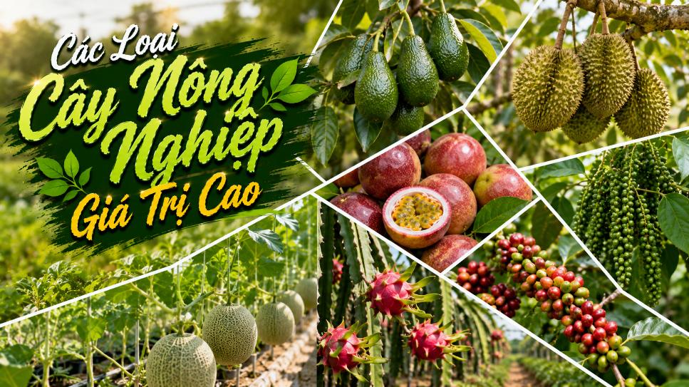 Các loại cây nông nghiệp giá trị cao